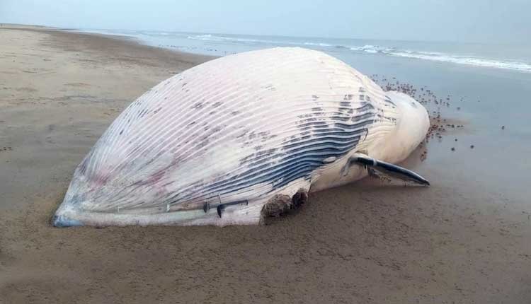 ସମୁଦ୍ର କୁଳରୁ ବିରାଟ ତିମିର ମୃତଦେହ ଉଦ୍ଧାର